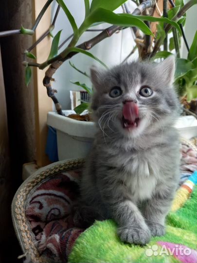 Котенок 2 мес девочка