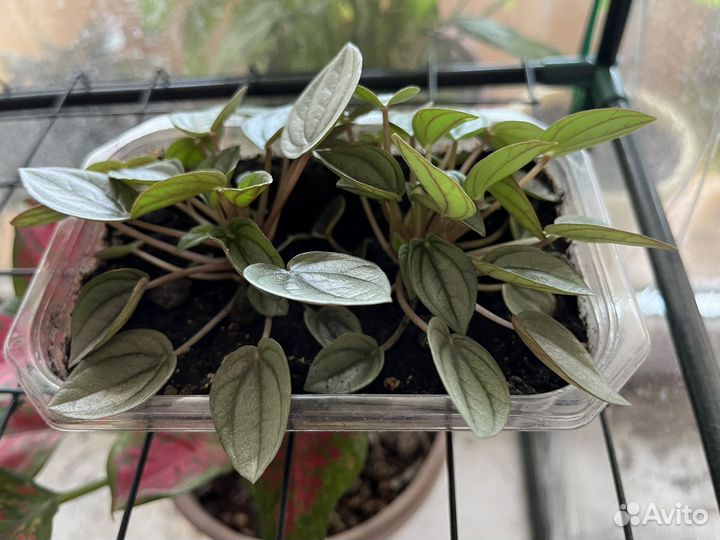 Комнатные растения