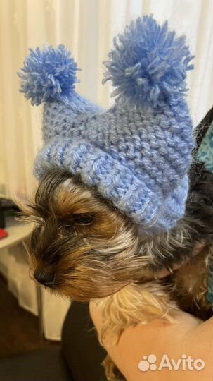 Одежда для собак мелких пород