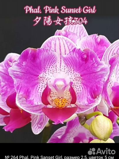 Орхидея фаленопсис Sunset Girl