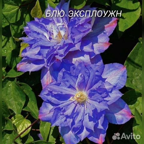 Саженцы клематиса купить в Москве | Товары для дома и дачи | Авито