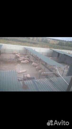 Домашняя свинина живым весом и мясом