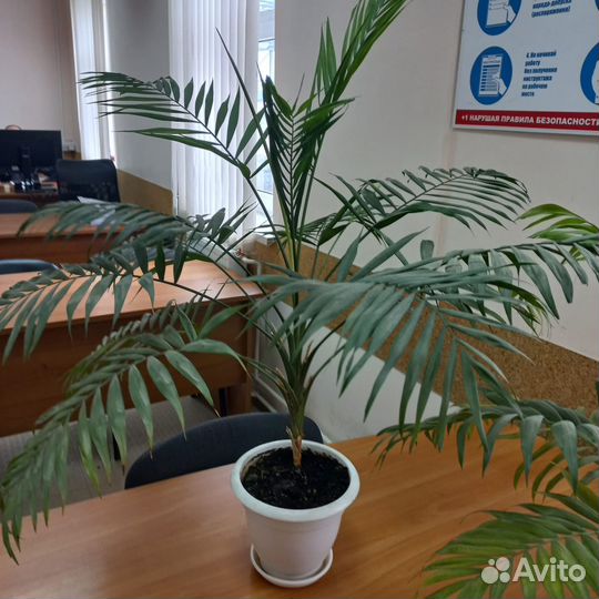 Пальма хамедорея