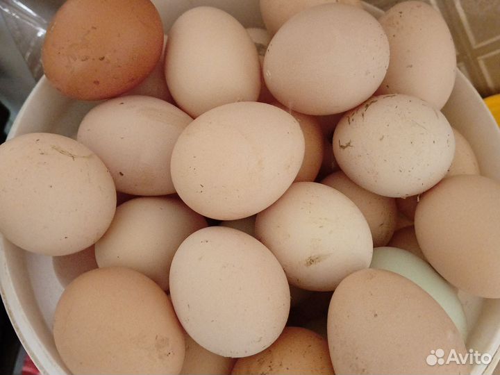 Домашние куриные яйца