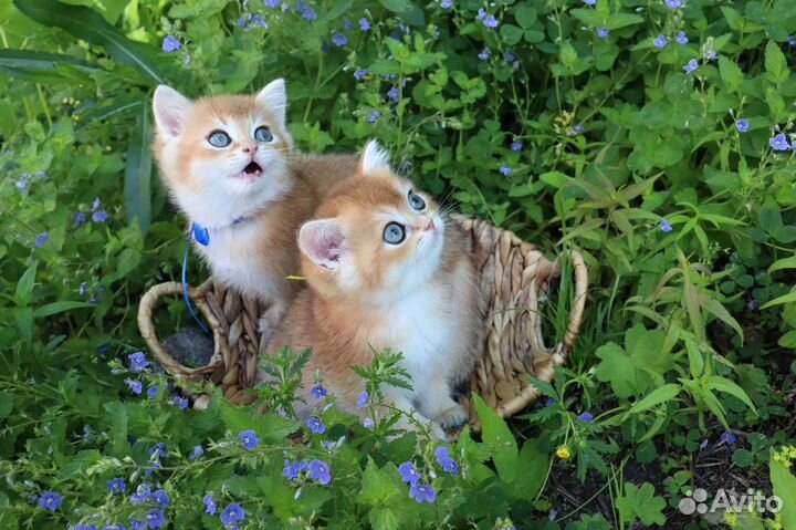 Британская кошка золотая шиншила