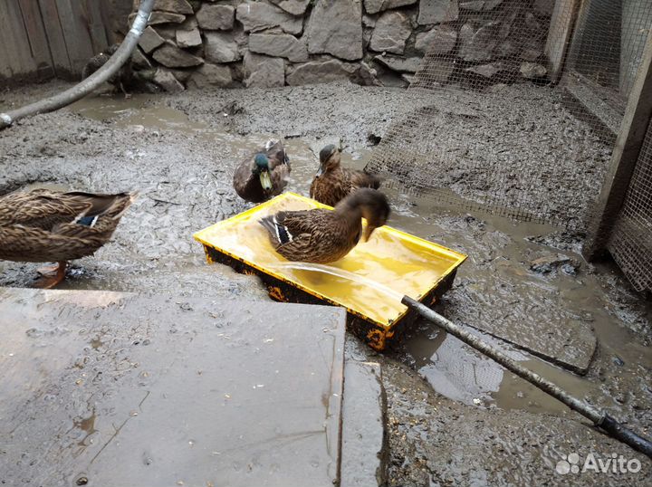 Подсадные утки