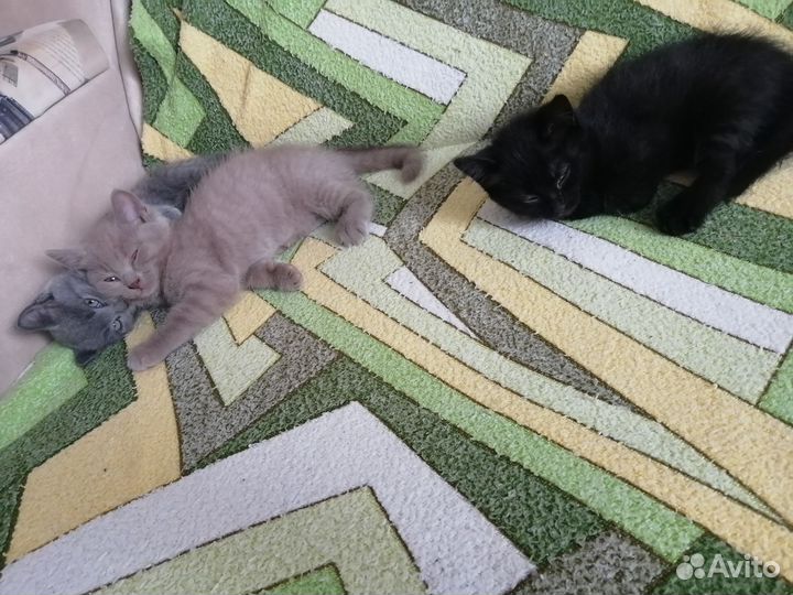 Простые котята от обычной кошки. Ищут дом