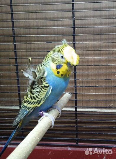 Хагоромо и радужные полукровки