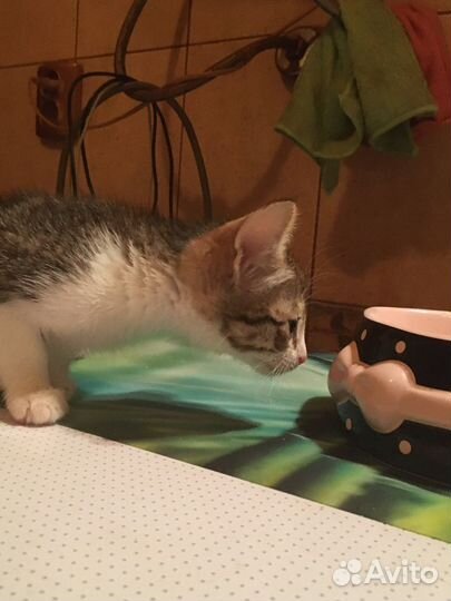 Котенок в семью
