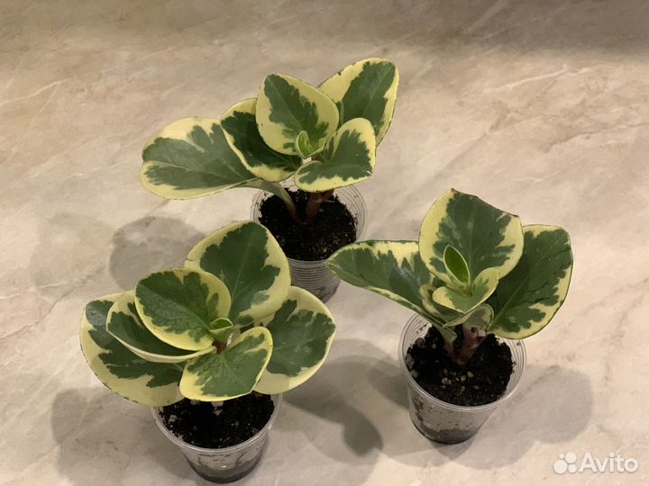 Пеперомия туполистная (обтузифолия) вариегатная