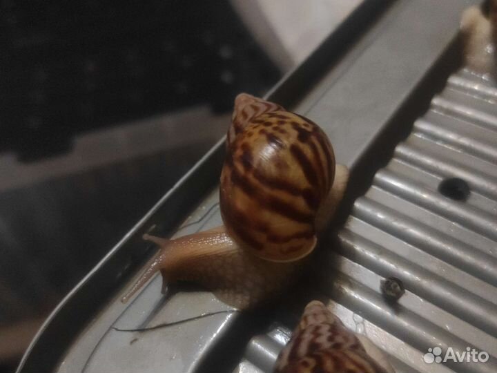 Улитки ахатины бесплатно