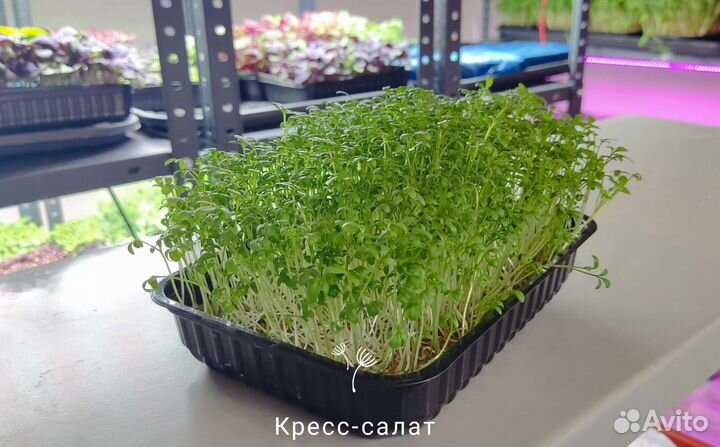 Микрозелень