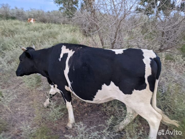 Коровы и телки стельные