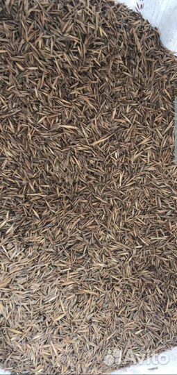 Костер/Кострец Семена