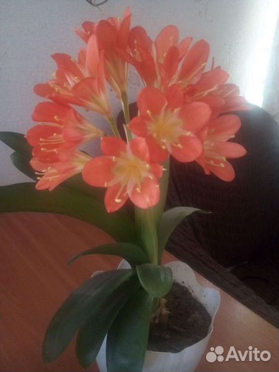 Комнатные цветы кливия