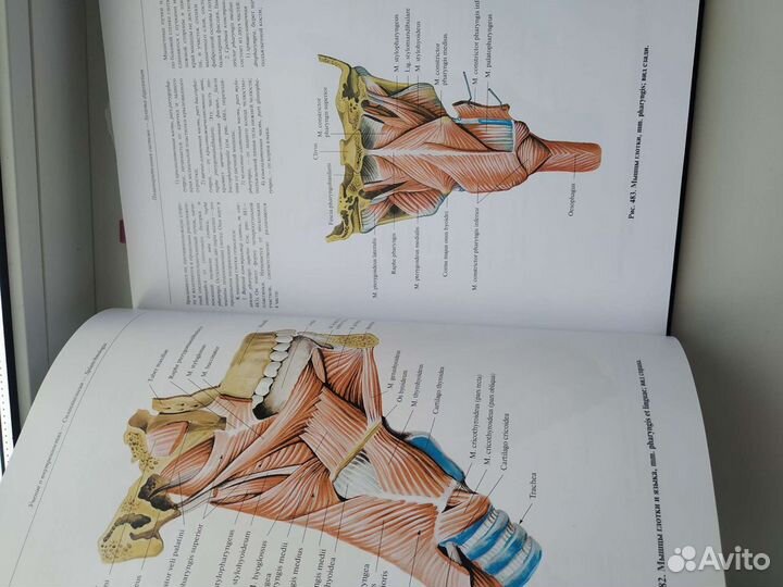 Новый атлас по анатомии