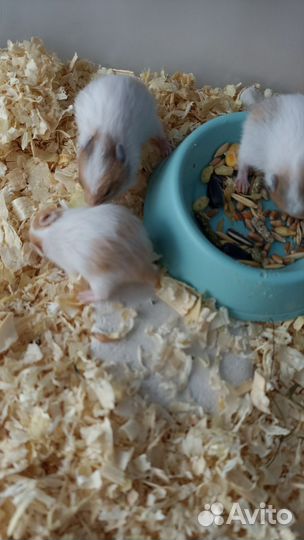 Сирийские хомячки