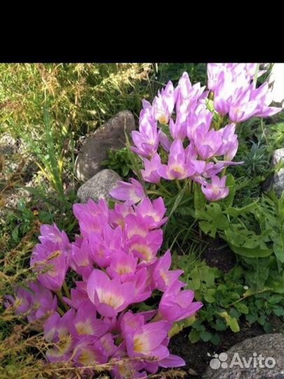 Безвременник луковицы