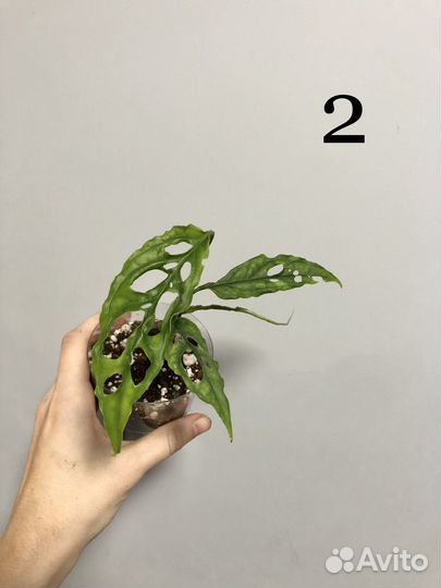 Монстера обликва Перу