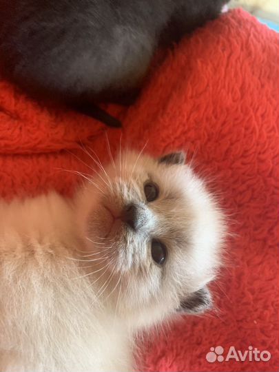 Сиамские котята