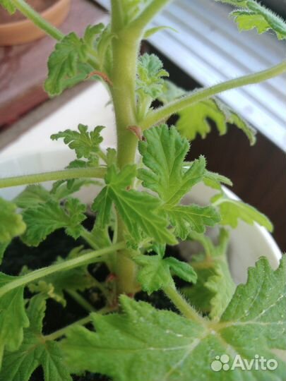 Герань душистая (лимонная)