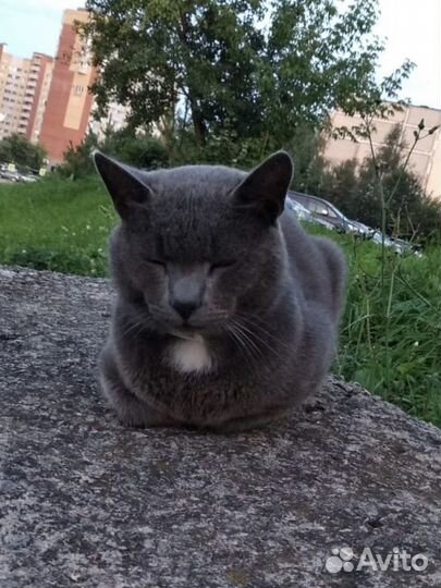 Британец ищет дом