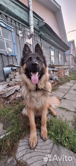 На случку