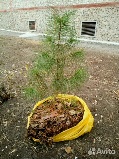 Саженцы Пихты, Кедра, Ели