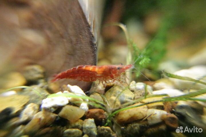 Растения аквариумные, рыбки