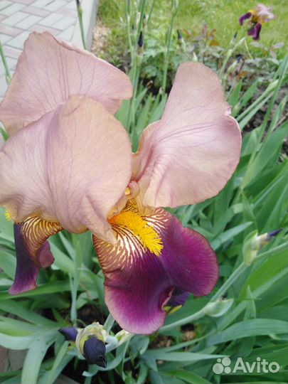 Ирисы луковицы