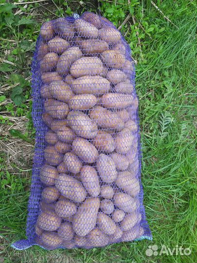 Продам картофель