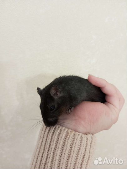 Монгольская песчанка