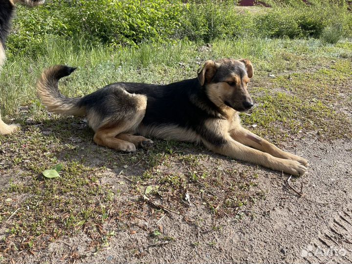 Щенки-подростки в добрые руки бесплатно