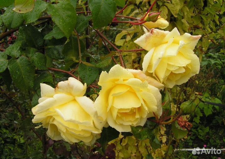 Саженцы роз Казино