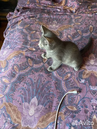 Котята бесплатно