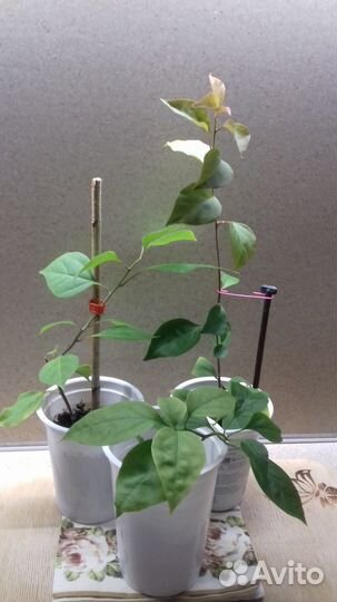 Бугенвиллия