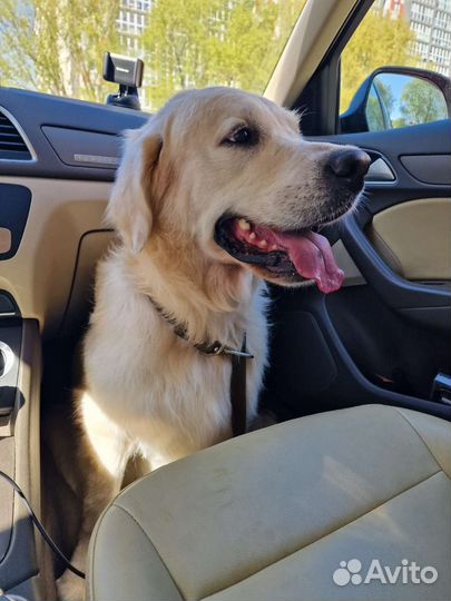 Вязка ретривер