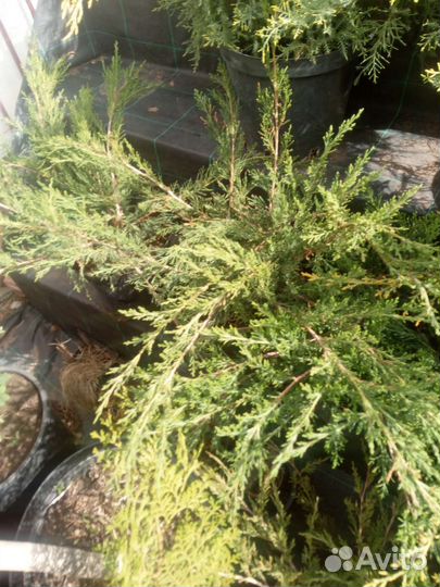 Хвойные растения