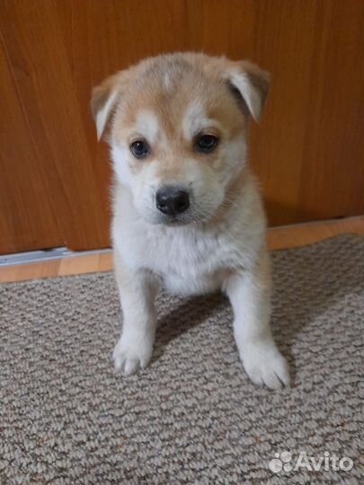 Щенки хаски