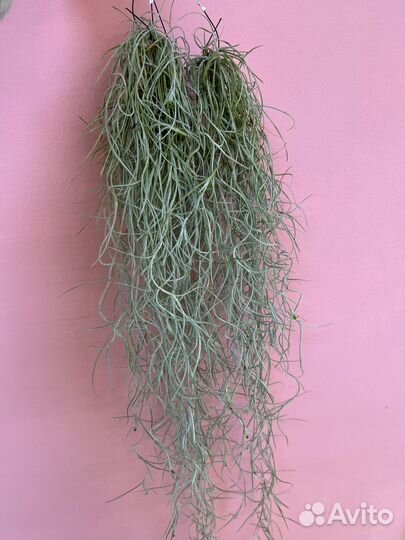 Тилландсия атмосферная уснеевидная