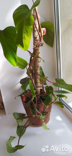 Комнатные растения