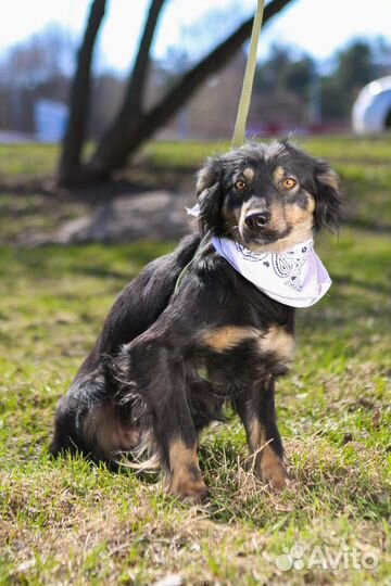 Миниатюрная собака из приюта в добрые руки