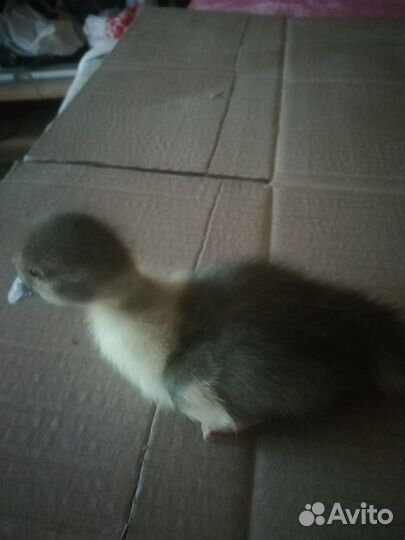 Мускусные утята (индоутки)суточные