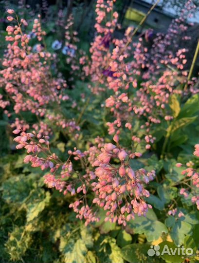 Гейхера (розовая)