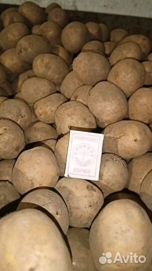 Семенной картофель Гала