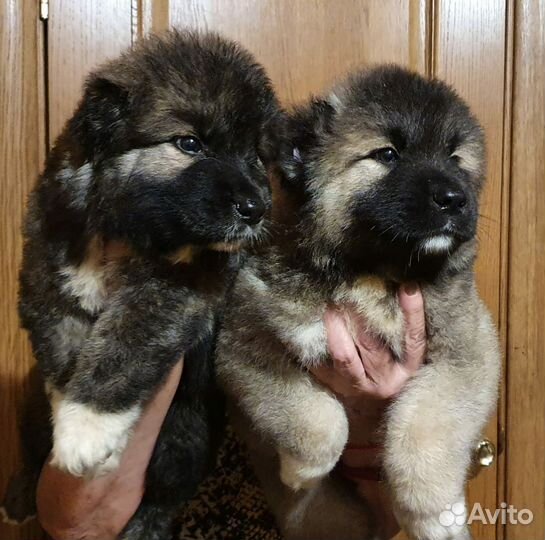 Щенки кавказской овчарки (мальчики)