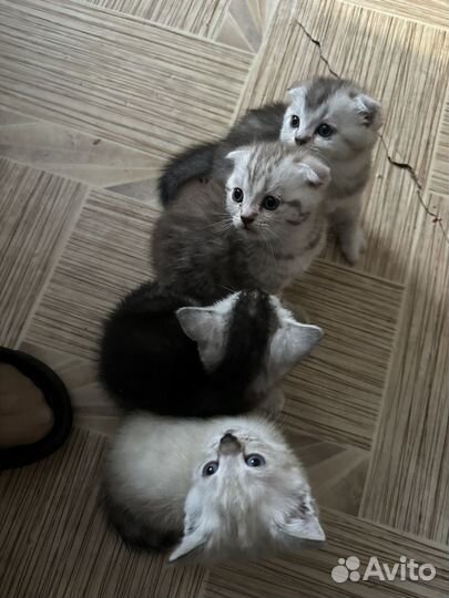 Шотландская вислоухая