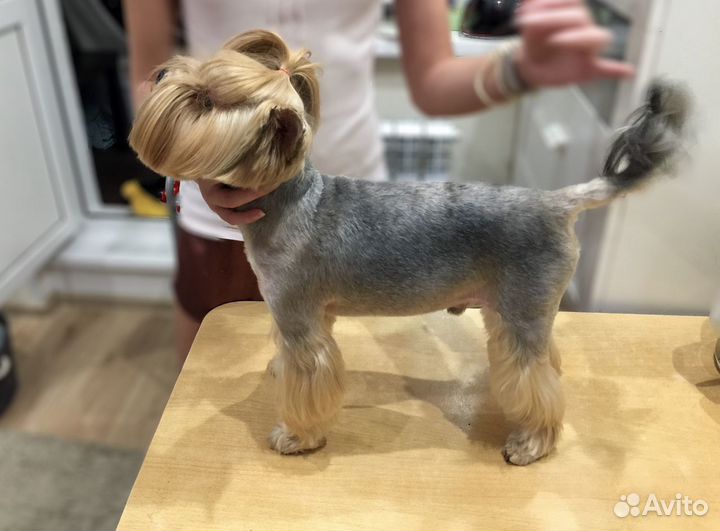 Груминг собак