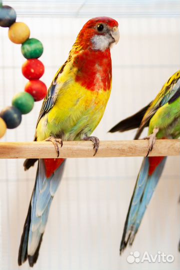 Розелла пёстрая птенцы