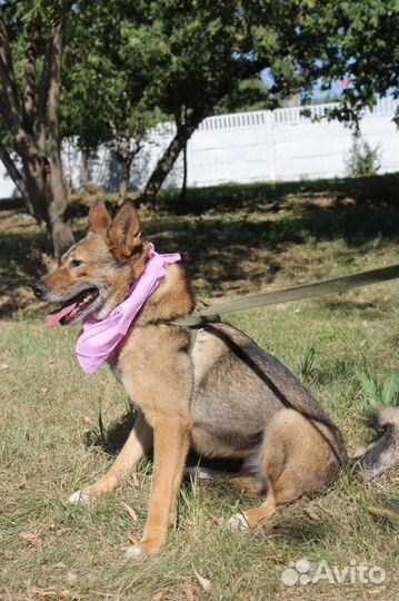 Приютская собака хочет обрести семью